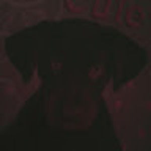 Meet your Posher, Jodi